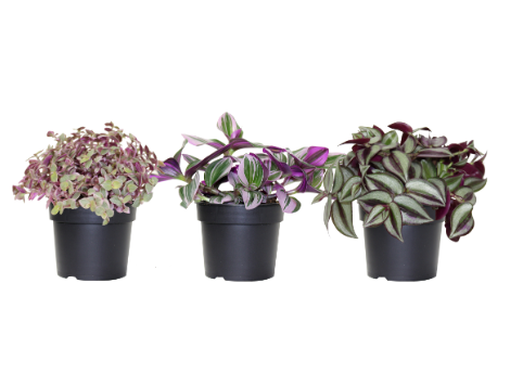 3.5" Tradescantia - Wandering Jew - Assorted Styles ( Sold Individually ) - G3735