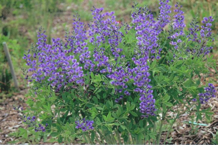 1G Baptisia hybrid Decadence 'Blueberry Sundae' Blueberry Sundae False Indigo: Patent PP23,891