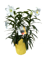 6" Easter Lily w/ Decorative Pot Cover - Miracle 6-9 Blm 3ppp - F0308
