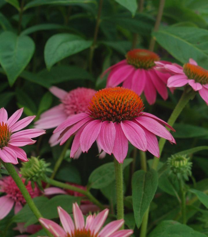 1G Echinacea Purpurea  'Pow Wow Wildberry' - Coneflower - 1005311