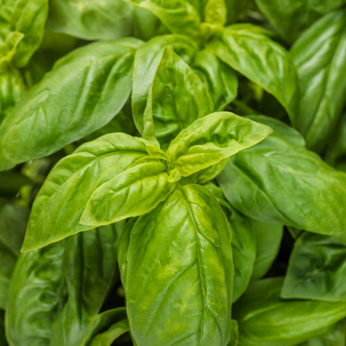 1G PW Herb - Basil Pesto Besto