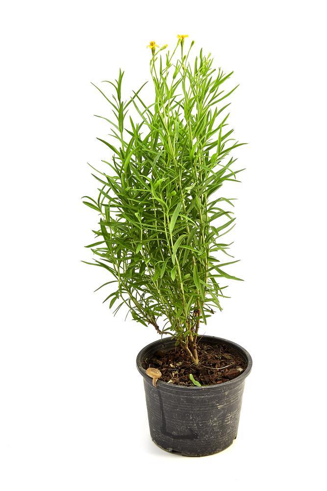 4" Herb - Tarragon