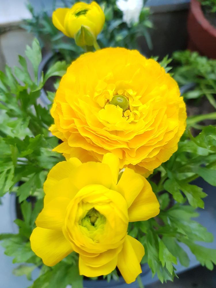6.5" Ranunculus - Mache Yellow