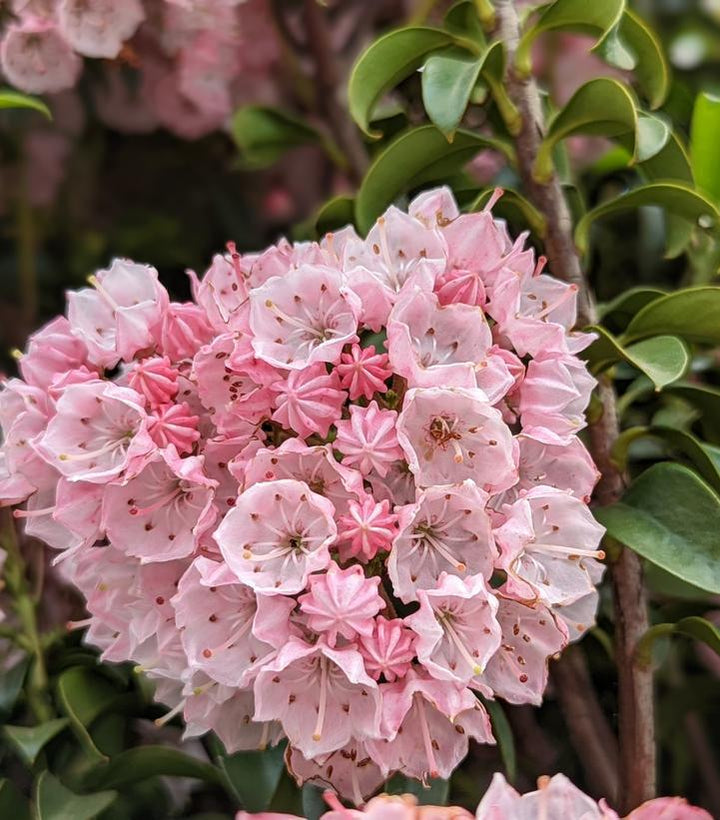 3G Kalmia Latifolia 'Little Linda' - Miniature Mountain Laurel - 1001663