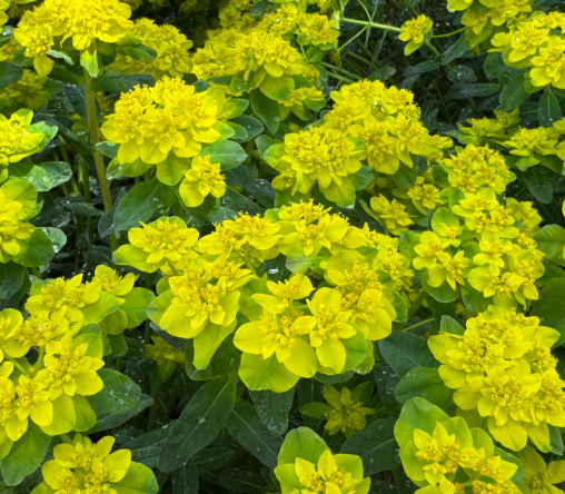 1G Euphorbia 'Urge to Splurge' - Spurge - 1022692