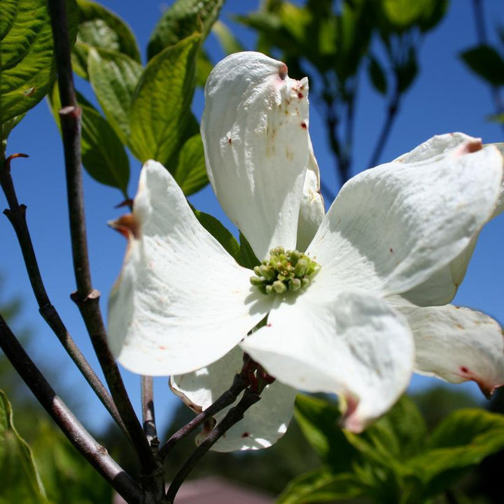 7G Cornus florida 'Cherokee Princess' Cherokee Princess Flowering Dogwood 1008945