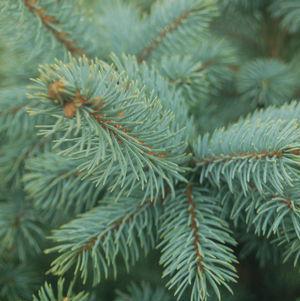 7G Baby Blue Spruce - XMASPICEABBBLUE7
