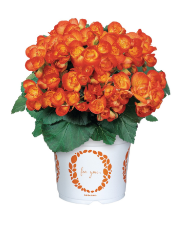 4.5" Terra Hiemalis Begonia - Carneval