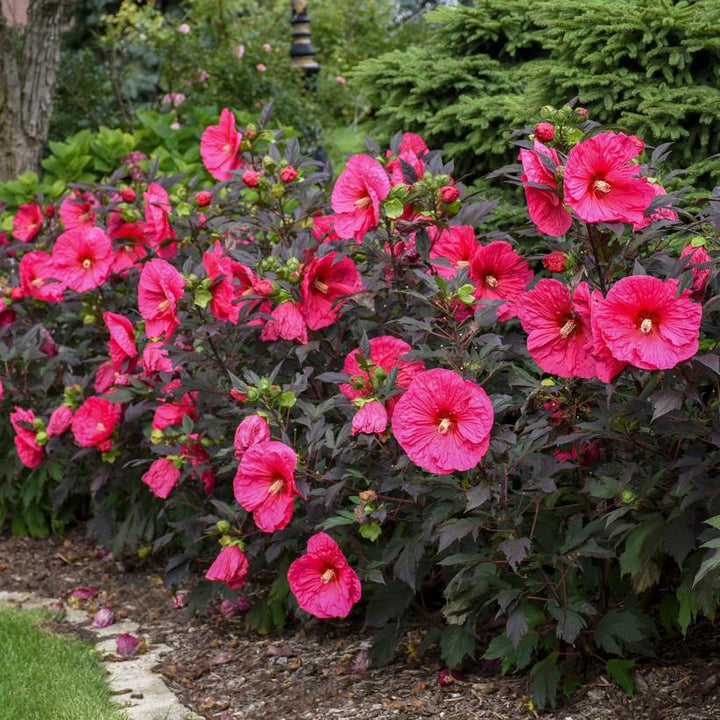 3G PW Hibiscus Summerific 'Evening Rose' - Rose Mallow - 1011961