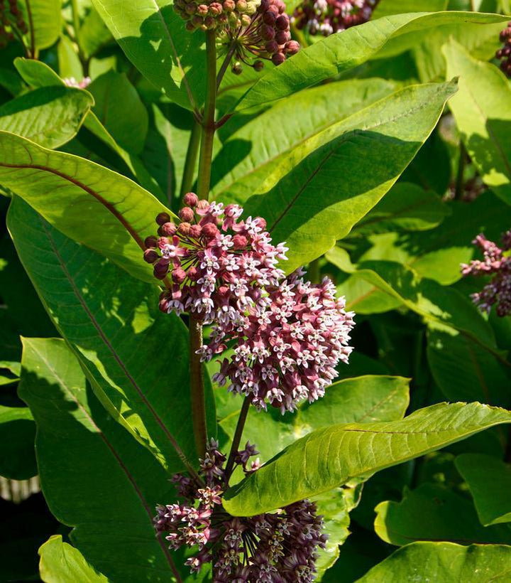 1G Asclepias Syriaca - Common Milkweed - 1009510