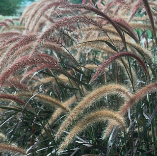 12" Patio Pot Pennisetum Setaceum 'Rubrum' - Purple Fountain Grass