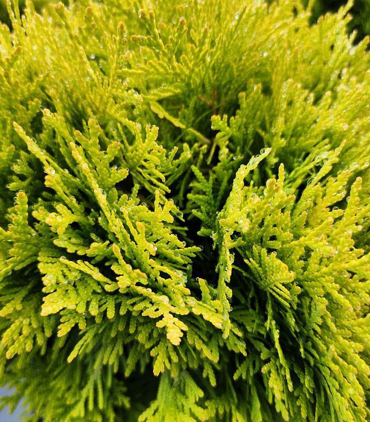 2G Thuja Occidentalis 'Anna's Magic Ball' - Arborvitae - 1005991