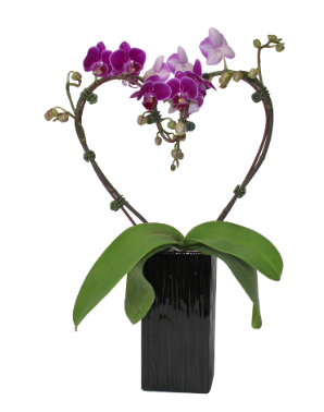 3.5" Orchid Phalaenopsis - Heart Shape w/ Ceramic Pot - T2982