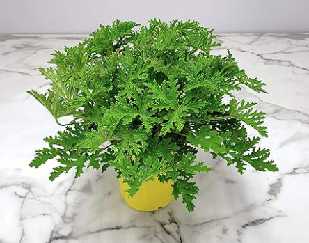 8" Geranium Citronella