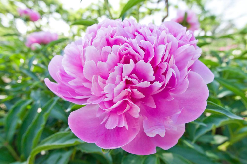 3G Paeonia lactiflora 'Monsieur Jules Elie' Monsieur Jules Elie Peony (Rose Pink) 1004483