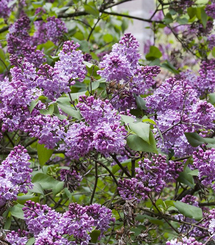 5G Syringa Vulgaris - Common Lilac - 1001803