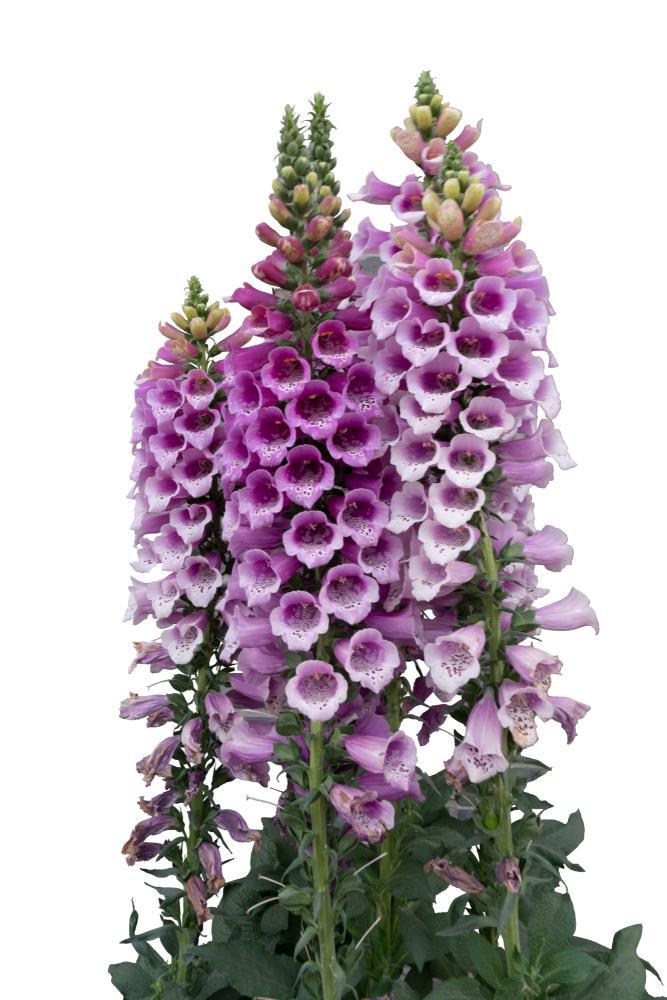 Quart Perennial Digitalis (Foxglove) Sun/Part Shade