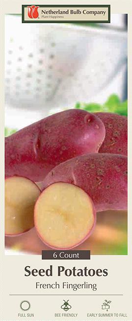 French Fingerling 6 Seed Potatoes P-30
