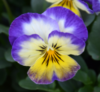 806 Viola - Penny Primrose Picotee