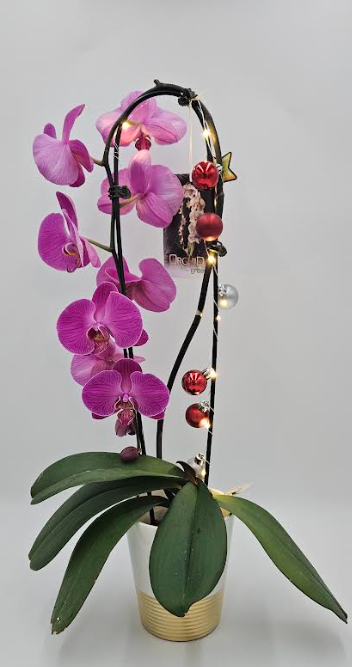 5" Orchid Phalaenopsis Waterfall - Christmas Deco w/ LED Lights - T4845