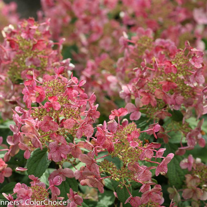 3G Hydrangea Paniculata 'Little Quick Fire' - 1007236