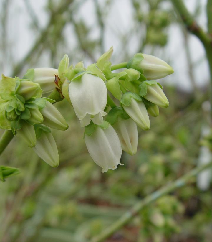 3G Vaccinium Corymbosum 'Blue Jay' - Blueberry Bush - 1003313