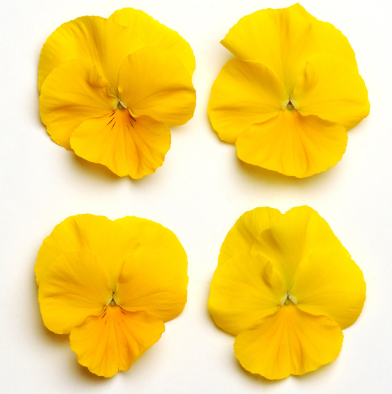 10" HB Pansy Hanging Basket - Cool Wave Golden Yellow