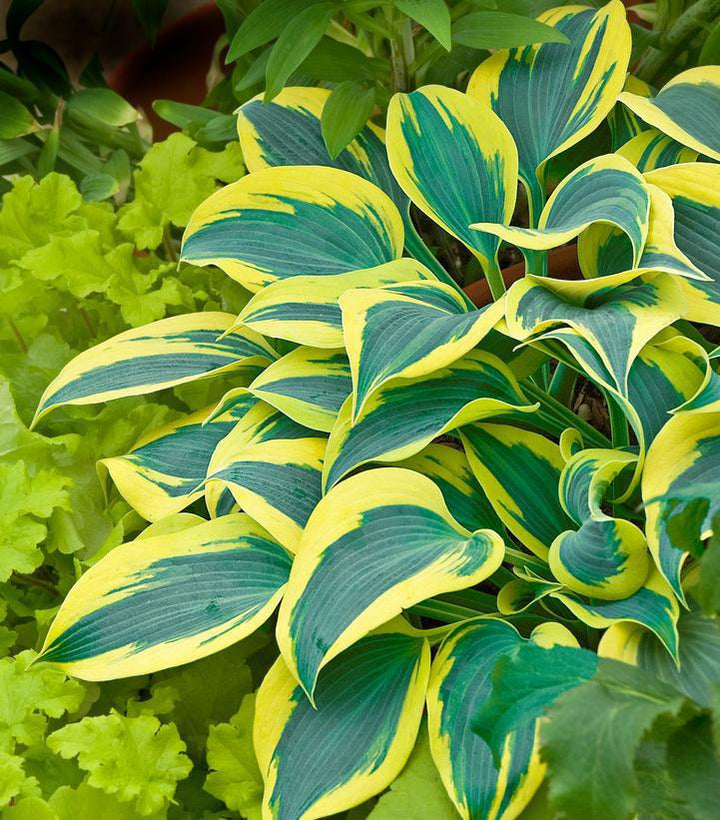 1G PW Hosta Hybrid Shadowland 'Autumn Frost' - 1006612