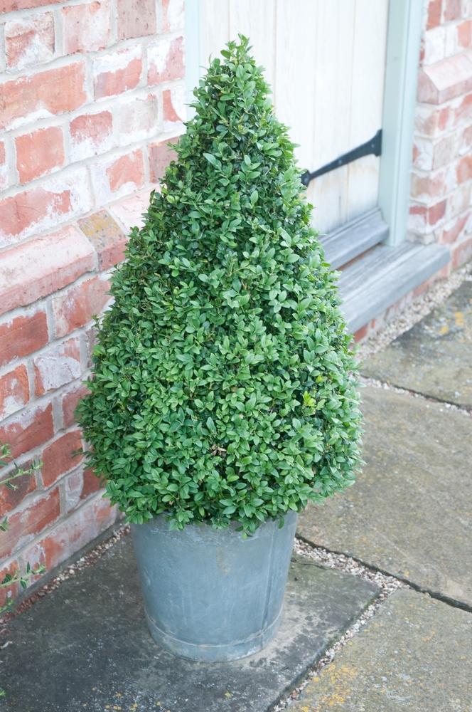 6G Buxus Microphylla - Variegated Korean Boxwood - Green Mountain Cone - 20003-0800