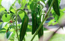 804 Pepper Jalapeno 4 Pack