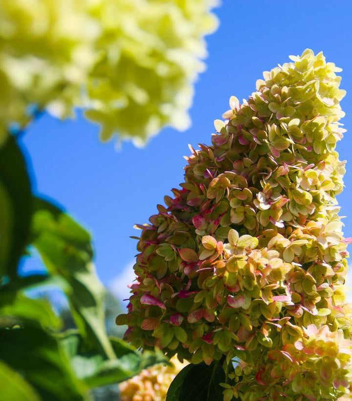 2G Hydrangea Paniculata 'Dragon Baby' - 1020465