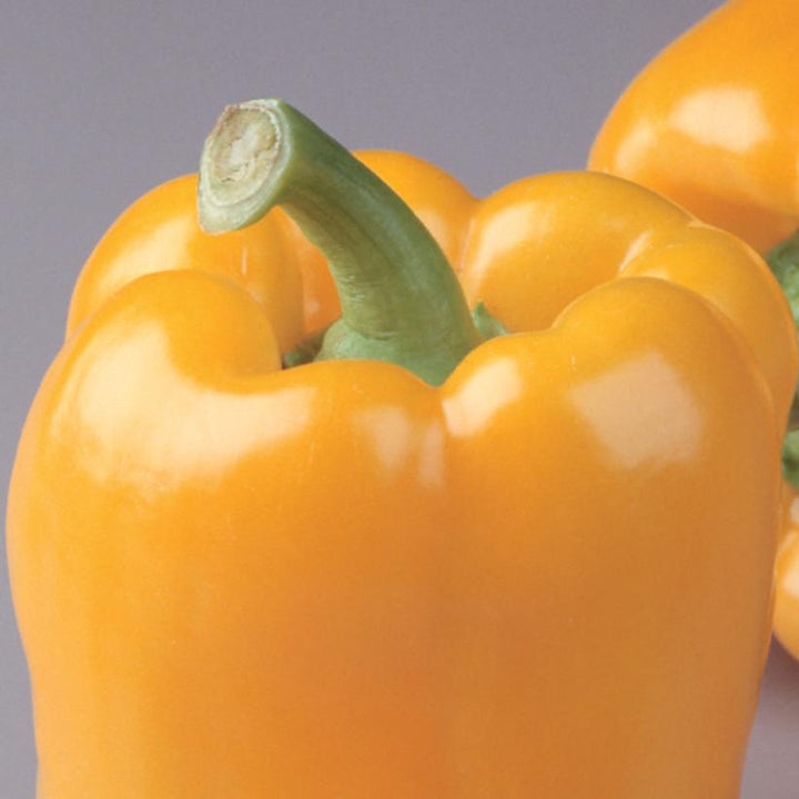 1G Pepper `Golden Bell` - Sweet Bell Pepper - 1004976