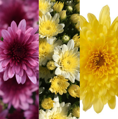 9" Combination Mum # 56 - Morgana Pink / Morgana White / Morgana Yellow
