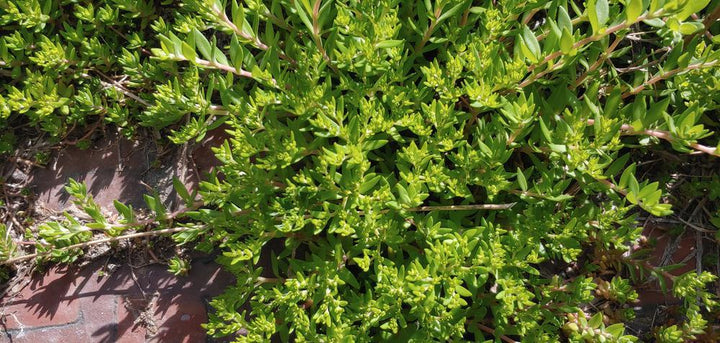 3" Herniaria Glabra (Rupturewort, Green Carpet) 1003045