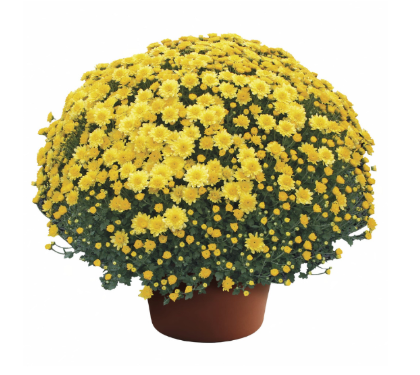 9" Mum - Chelsey Yellow