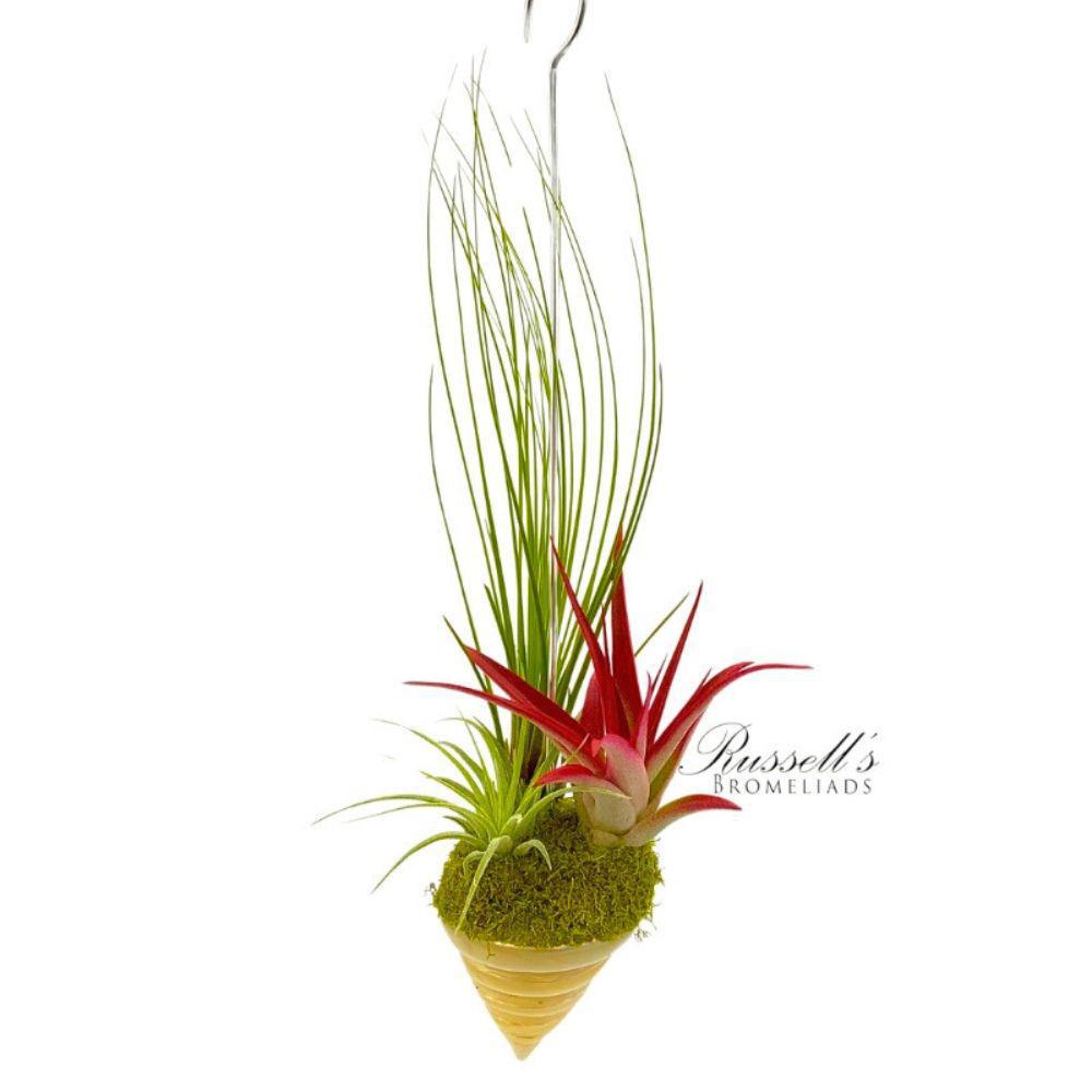 Spiral Shell Garden w/ Air Plants FP0018