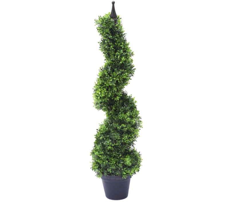 7G Buxus Sempervirens - Variegated Boxwood - Elegantissima Spiral - 20345-121