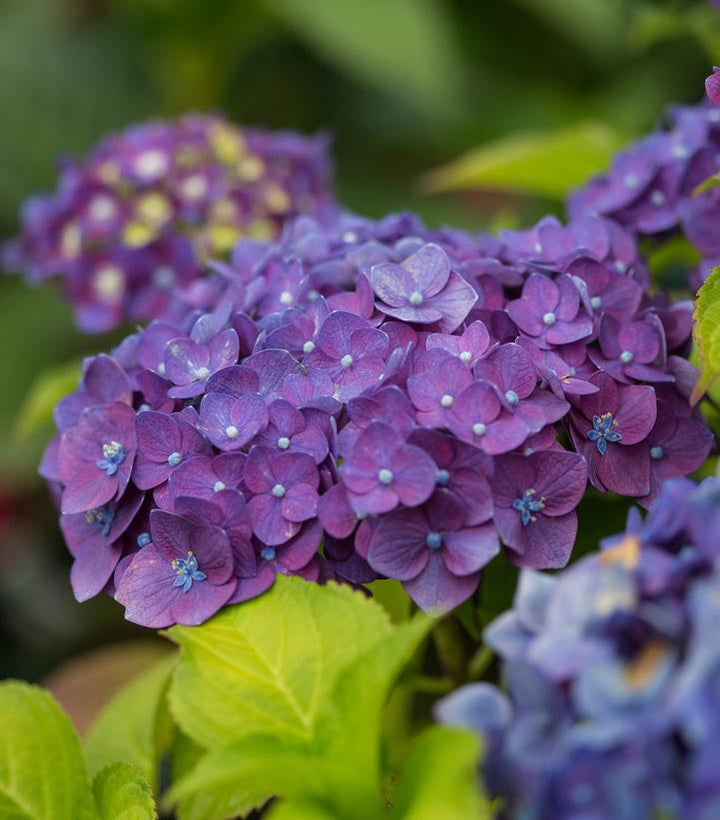 2G Hydrangea Macrophylla Endless Summer 'Summer Crush' - 1009929