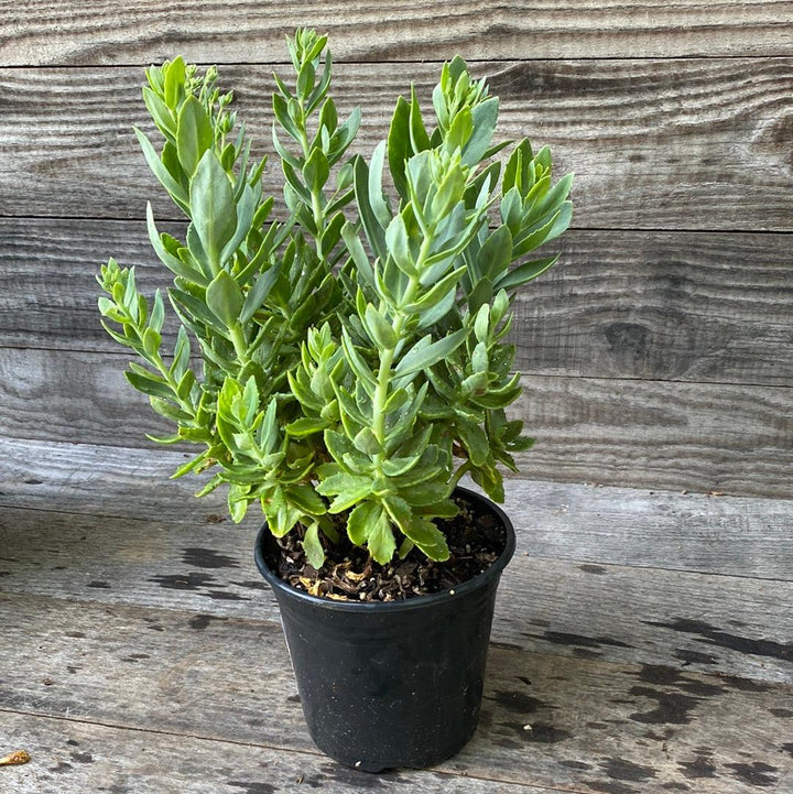 Autumn Joy Stonecrop