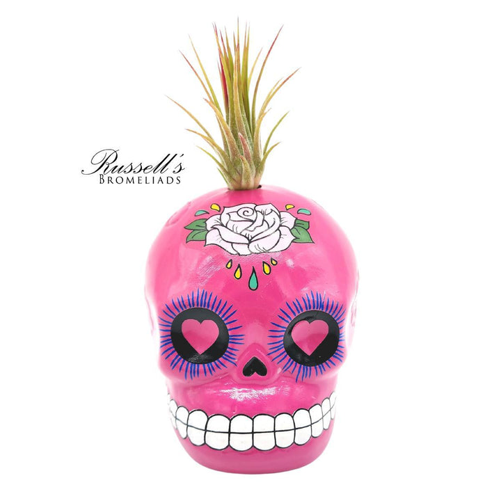 Sugar Skull w/ Air Plant - FP0141