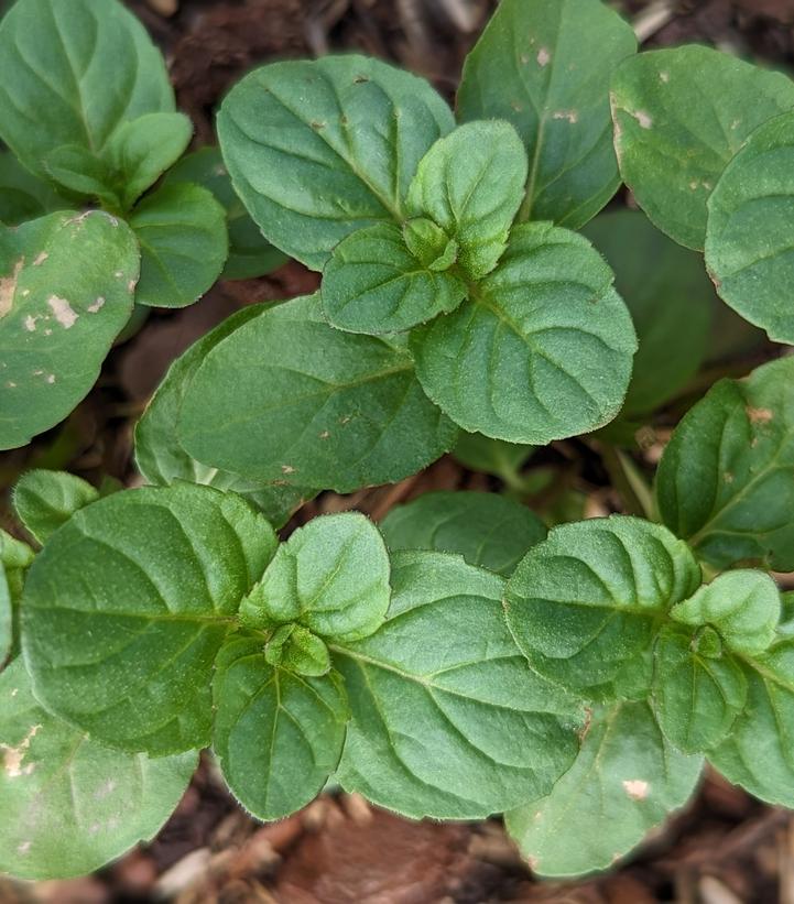 1G Mentha aquatica 'Citrata' Orange Mint (Orangemint) 1002170
