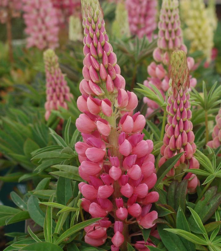 2G Lupinus 'Gallery Pink' Gallery Pink Lupine 1005025