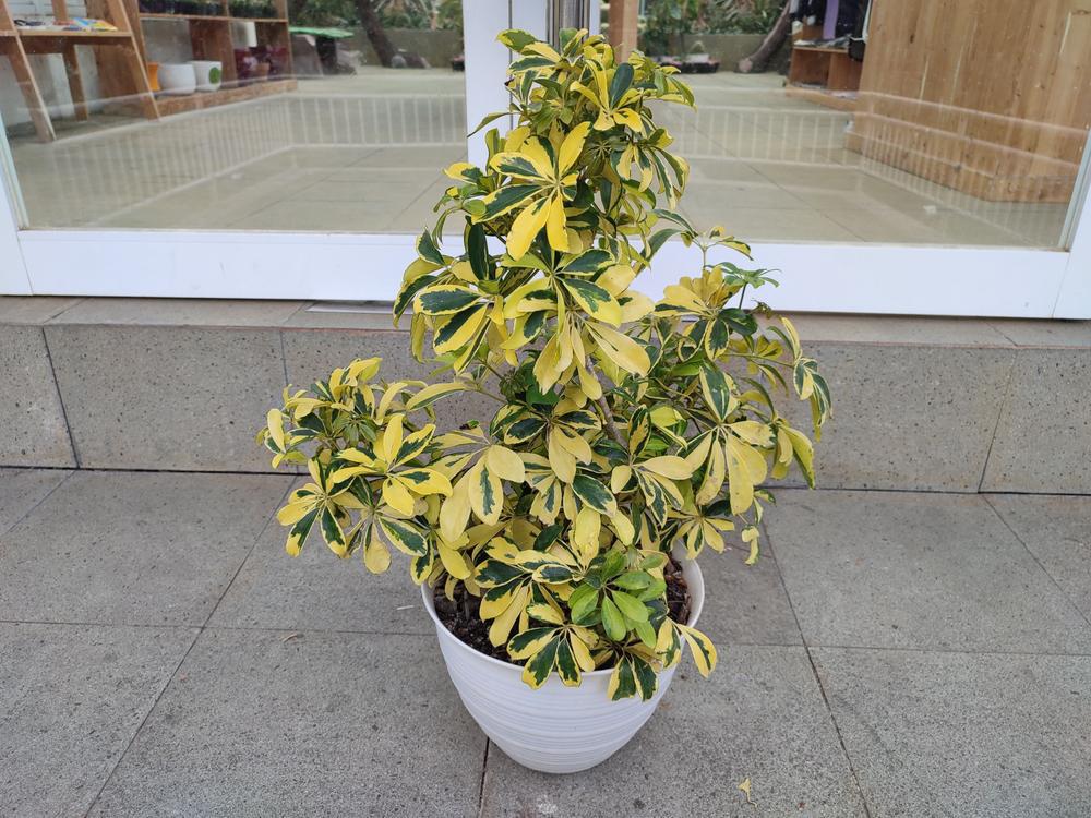 10" Variegated Arboricola Schefflera (Dwarf Umbrella Tree)