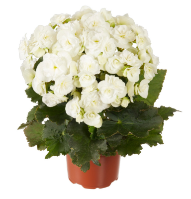 4.5" Terra Hiemalis Begonia - Move 2 Joy White