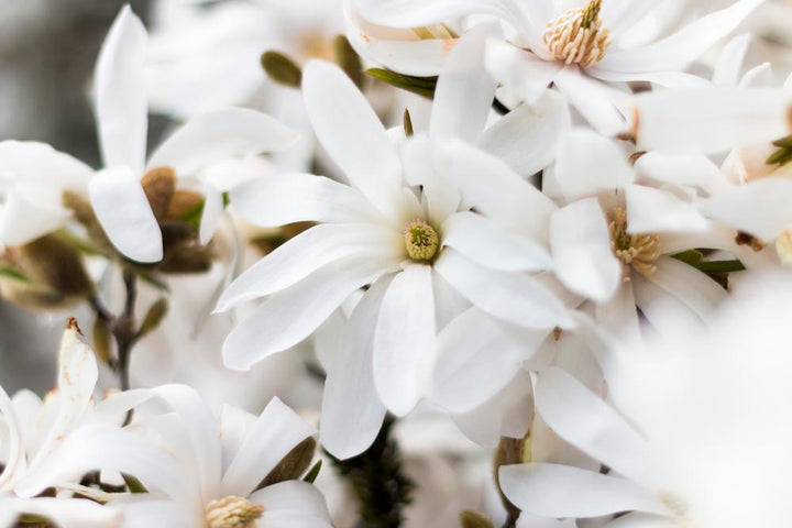 7G MAGNOLIA STELLATA 'Royal Star' Royal Star Magnolia 1001429