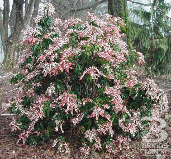 3G Pieris Japonica 'Dorothy Wycoff' - Andromeda - 1001163