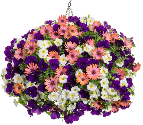11" HB PW Combination - #950 Radiant Rose Hanging Basket