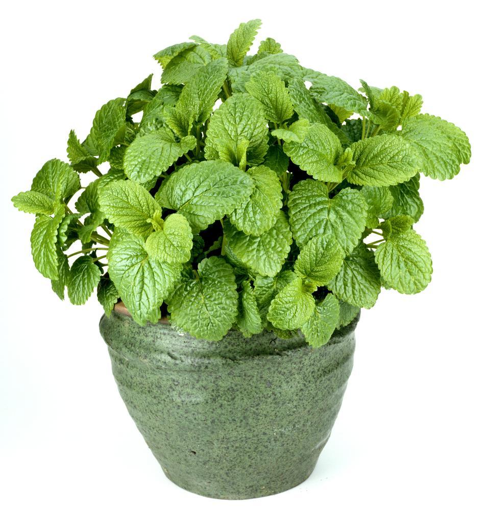 4" Herb - Lemon Balm - Orange - Melissa Mandarina