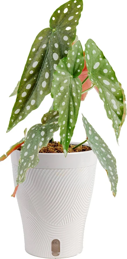 6" Begonia