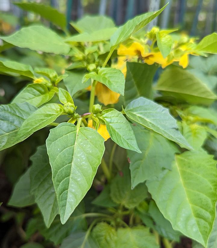 1G Tomatillo 'Tamayo' - 1011483